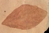 Red Fossil Leaf (Hickory) - Montana #68273-1